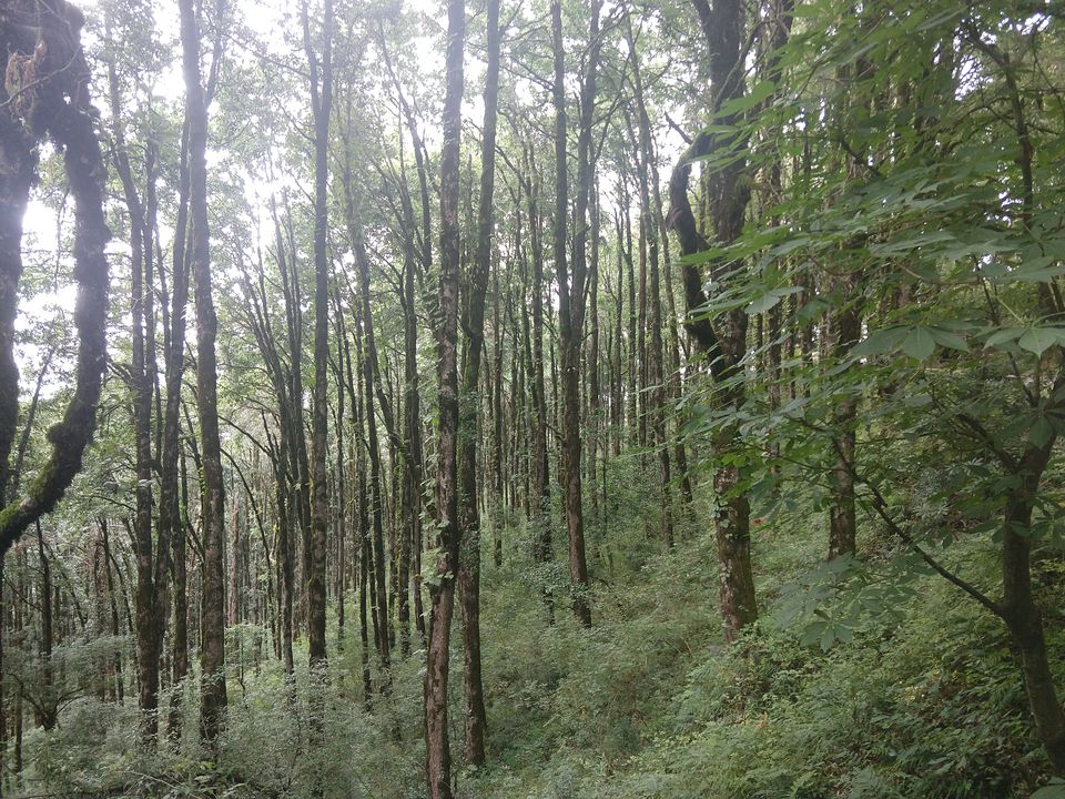 Photo of Exploring the Heavenly Mukteshwar, Solo! by Abhishek Tyagi