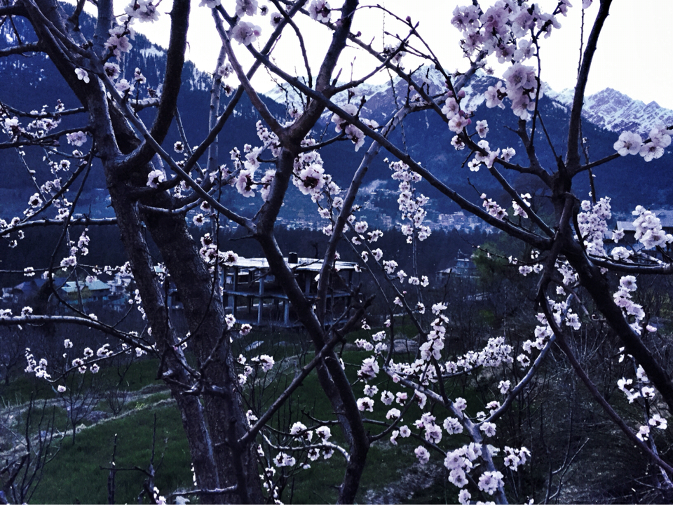 Photo of Manali Mix 15/15 by Shradha