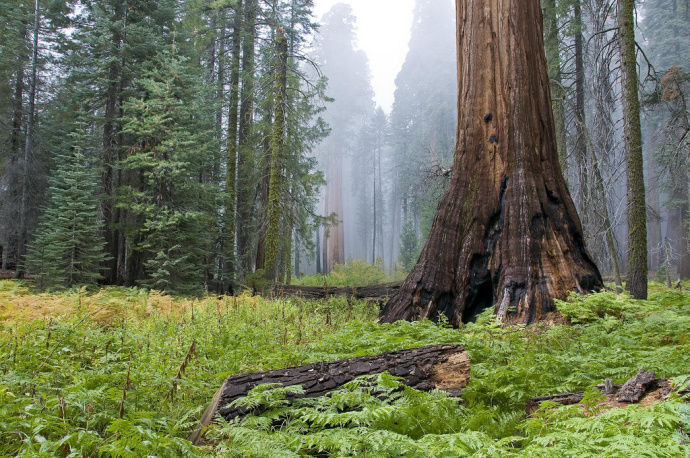 Photo of Sequoia National Park, California, United States by Valerie Fidan