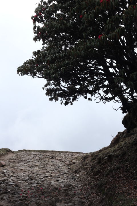 Photo of Sandakphu, Nepal by pallavi addy