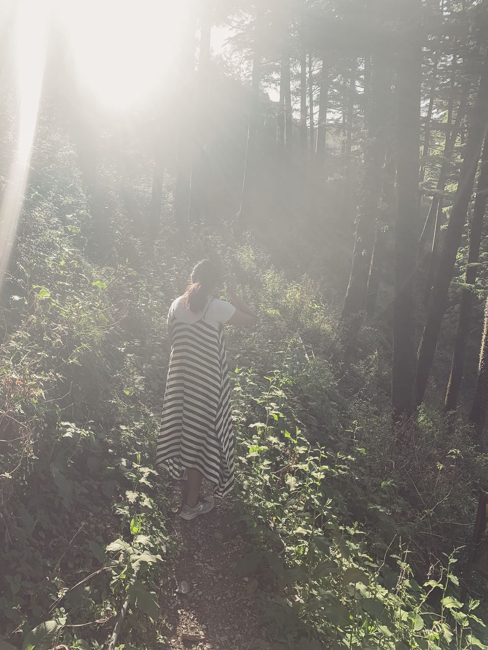 Photo of Jabarkhet Nature Reserve, Mussorie, Dehradun, Uttarakhand, India by Sweta Gupta