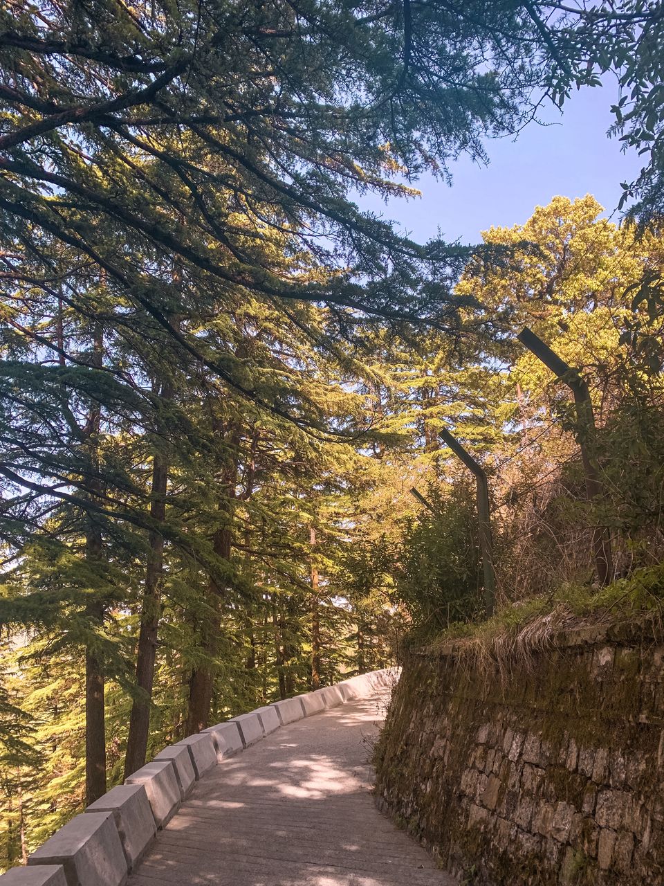 Photo of Jabarkhet Nature Reserve, Mussorie, Dehradun, Uttarakhand, India by Sweta Gupta