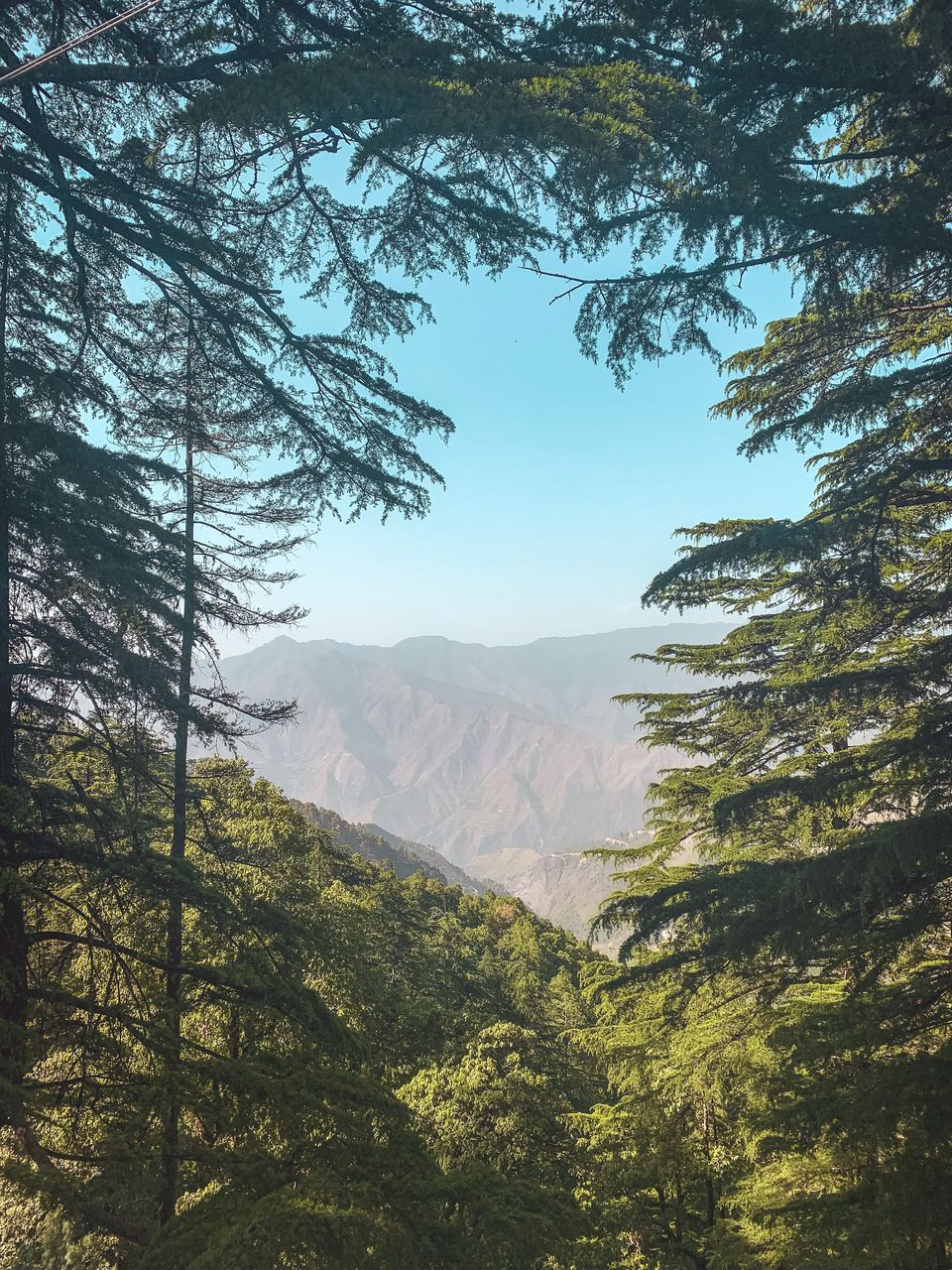 Photo of Jabarkhet Nature Reserve, Mussorie, Dehradun, Uttarakhand, India by Sweta Gupta