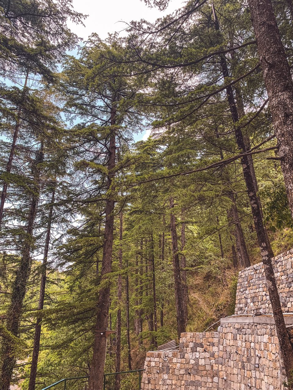 Photo of Jabarkhet Nature Reserve, Mussorie, Dehradun, Uttarakhand, India by Sweta Gupta