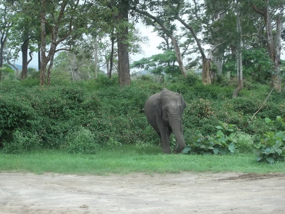 Photo of An Adventure of a Lifetime: Explore the Nilgiris with Local Tribes 1/19 by Trippin'with Sarathy