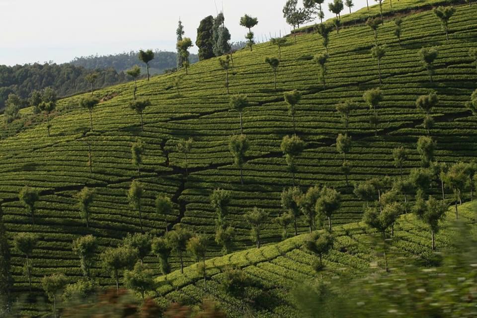 Photo of An Adventure of a Lifetime: Explore the Nilgiris with Local Tribes 5/19 by Trippin'with Sarathy