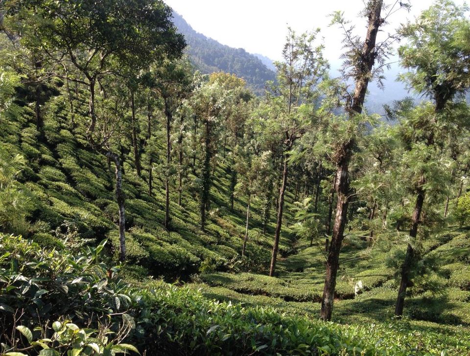 Photo of An Adventure of a Lifetime: Explore the Nilgiris with Local Tribes 8/19 by Trippin'with Sarathy
