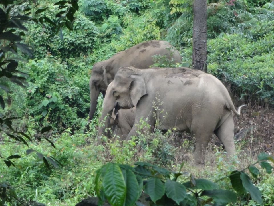 Photo of An Adventure of a Lifetime: Explore the Nilgiris with Local Tribes 9/19 by Trippin'with Sarathy