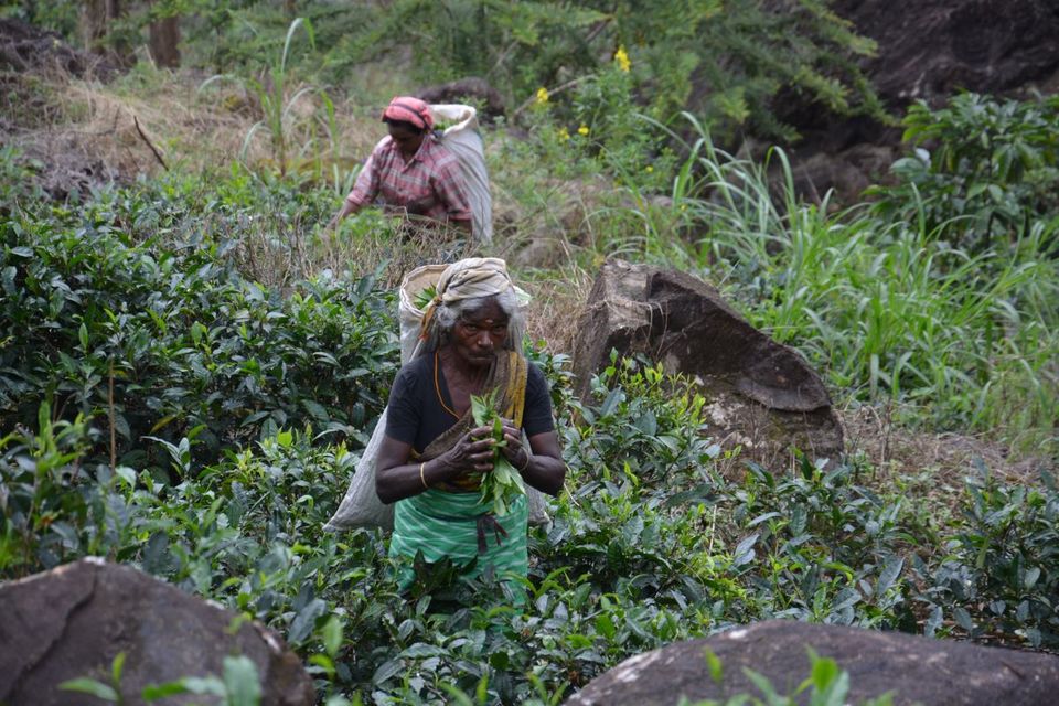 Photo of An Adventure of a Lifetime: Explore the Nilgiris with Local Tribes 12/19 by Trippin'with Sarathy