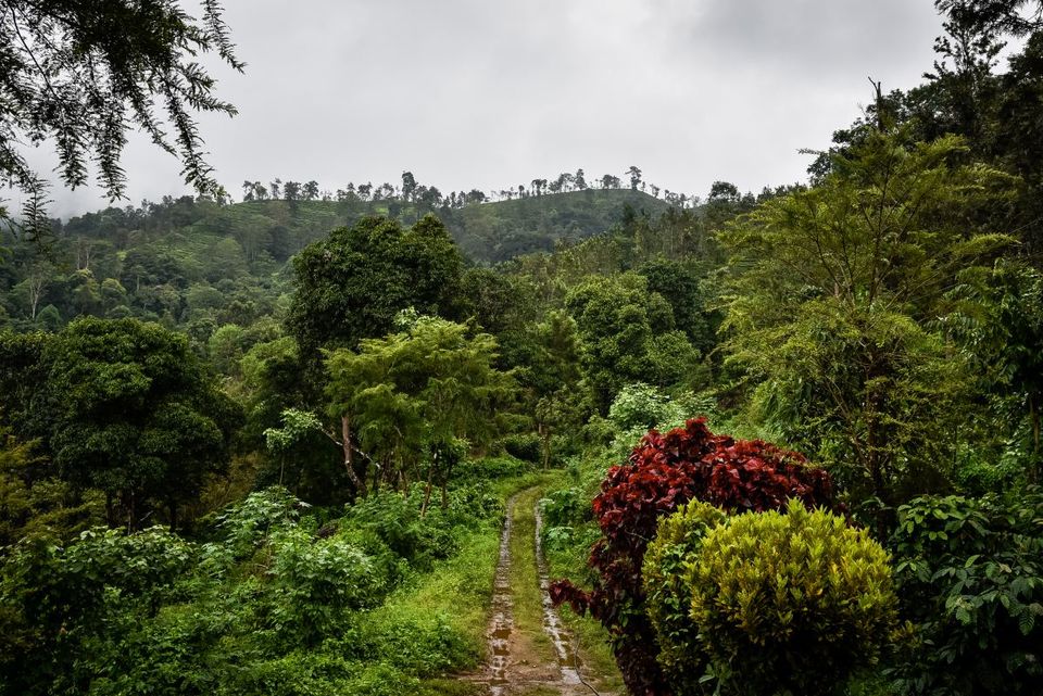 Photo of An Adventure of a Lifetime: Explore the Nilgiris with Local Tribes 14/19 by Trippin'with Sarathy