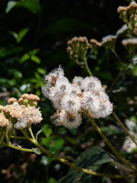 Photo of Kotagiri - One of the best and untouched summer retreats of South India! 2/5 by Anjana Sudev
