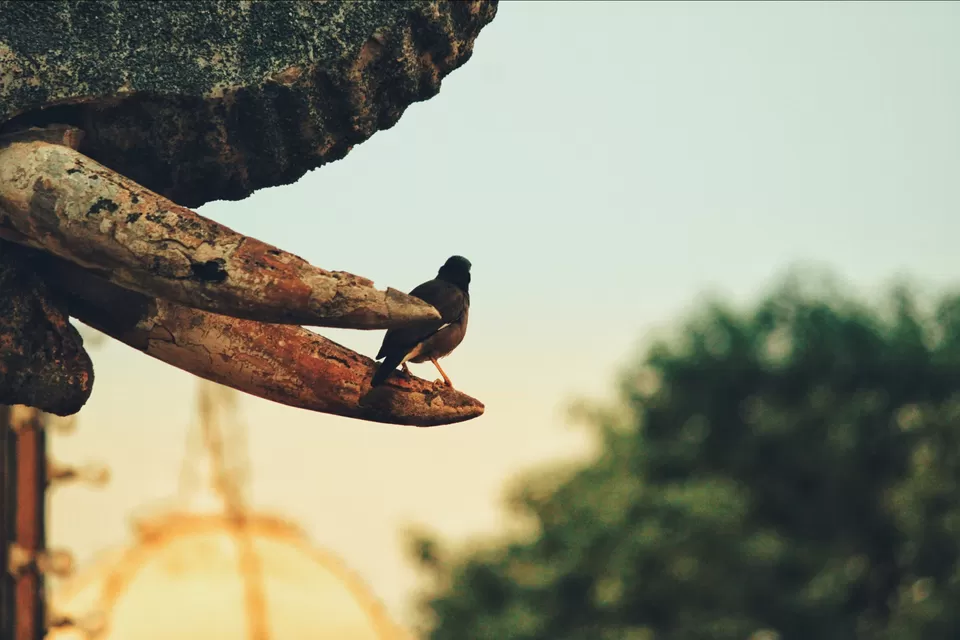 Photo of 1day trip from Bangalore to Mysore by Mukesh Das