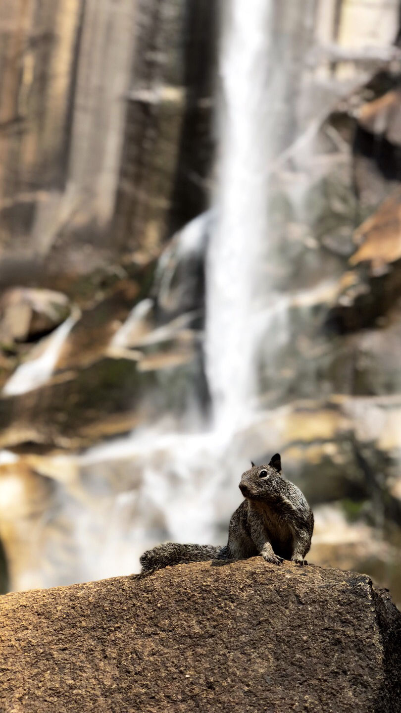 Photo of Yosemite, California, USA by Shweta Nadgir