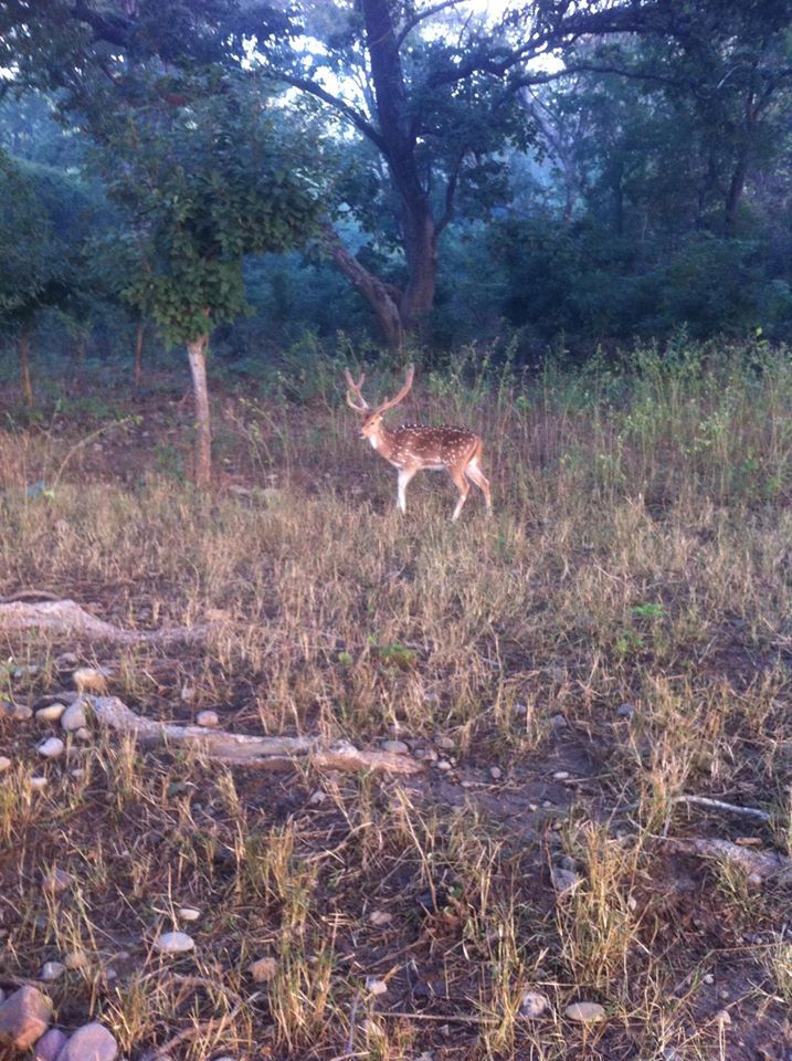 Photo of Wandering in the Wild Part I - Jim Corbett 3/6 by jyoti patil