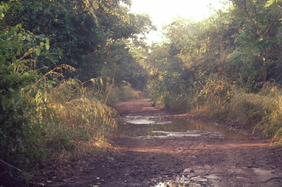 Photo of Wandering in the Wild Part II - Sasan Gir 2/11 by jyoti patil