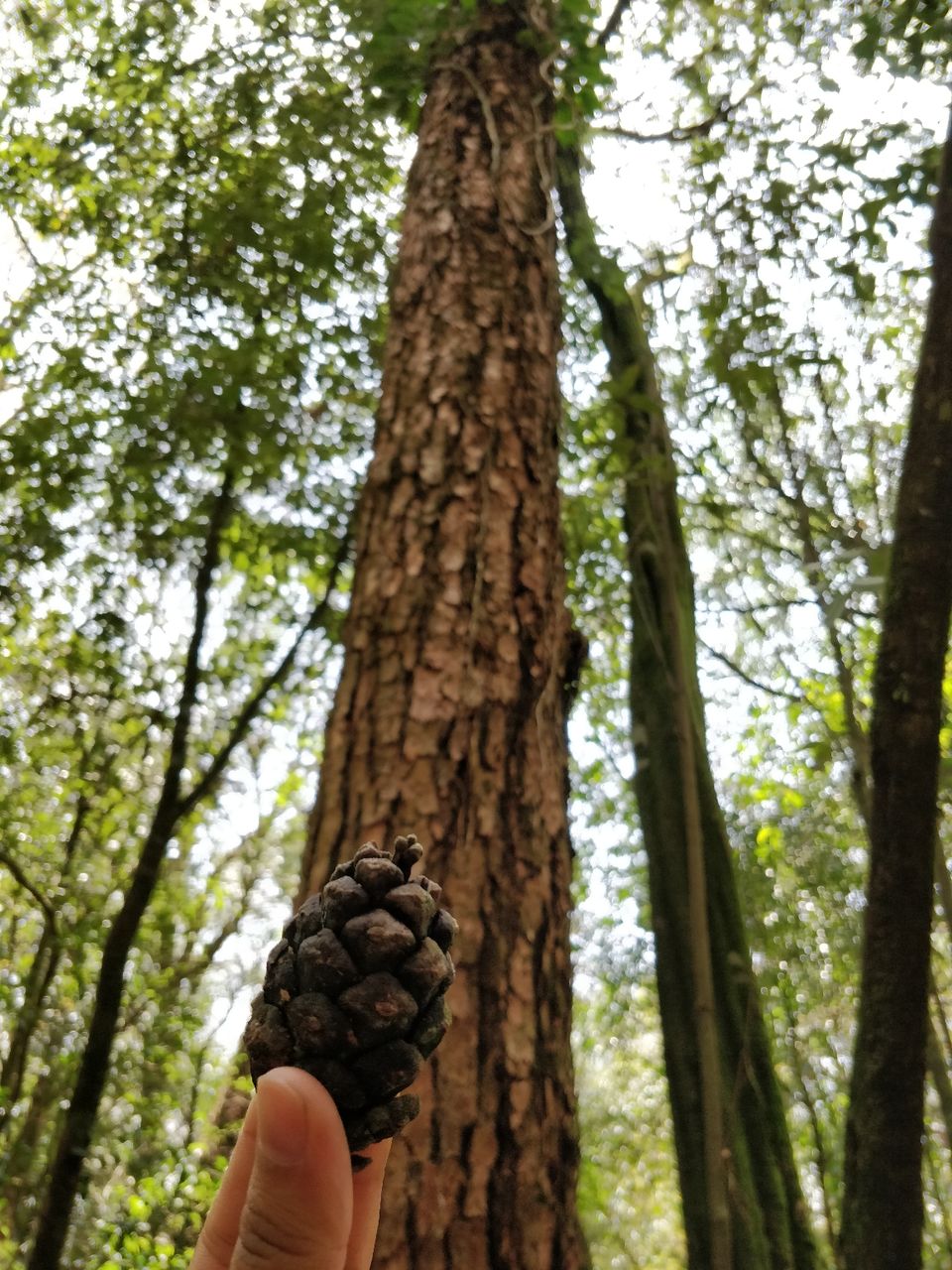 Photo of Mawphlang Sacred Grove, Nongrum, Meghalaya, India by Bhakti Prabhu