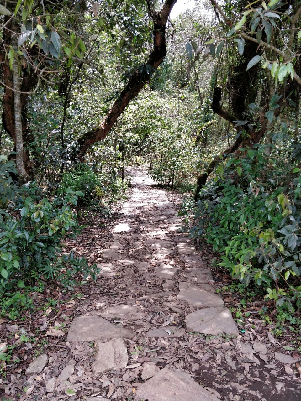 Photo of Mawphlang Sacred Grove, Nongrum, Meghalaya, India by Bhakti Prabhu