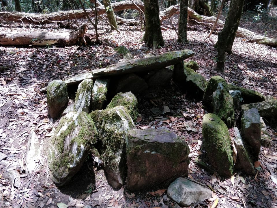 Photo of Mawphlang Sacred Grove, Nongrum, Meghalaya, India by Bhakti Prabhu