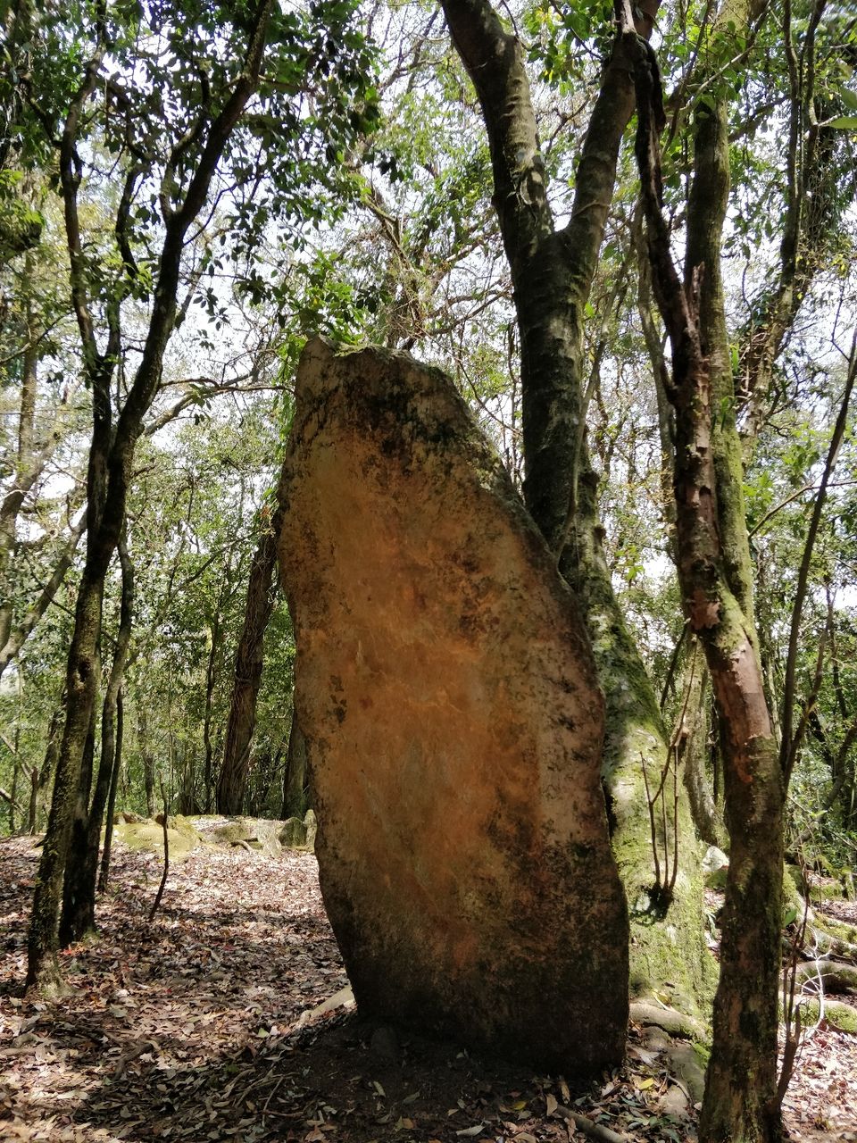Photo of Mawphlang Sacred Grove, Nongrum, Meghalaya, India by Bhakti Prabhu