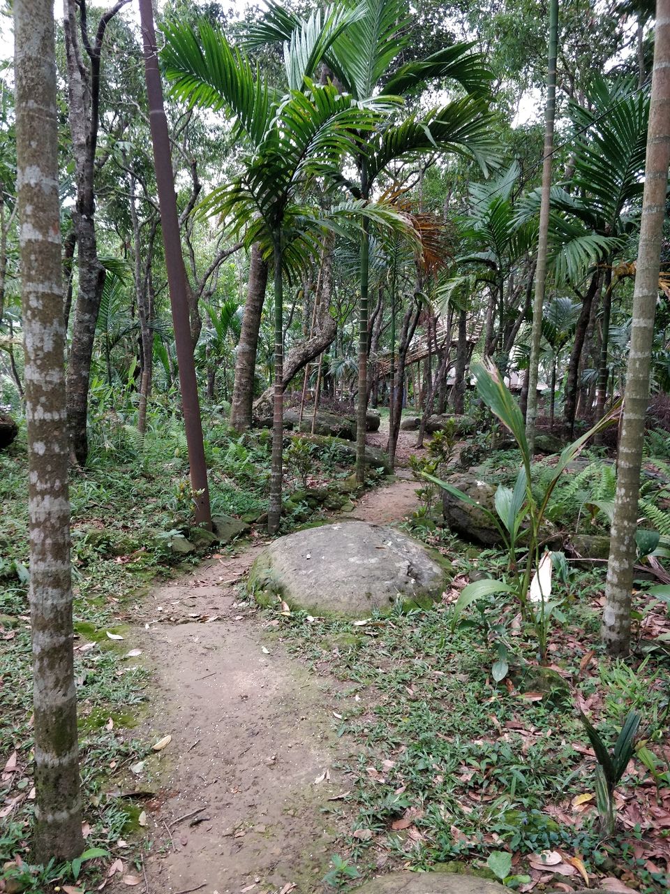 Photo of Mawlynnong, Meghalaya, India by Bhakti Prabhu