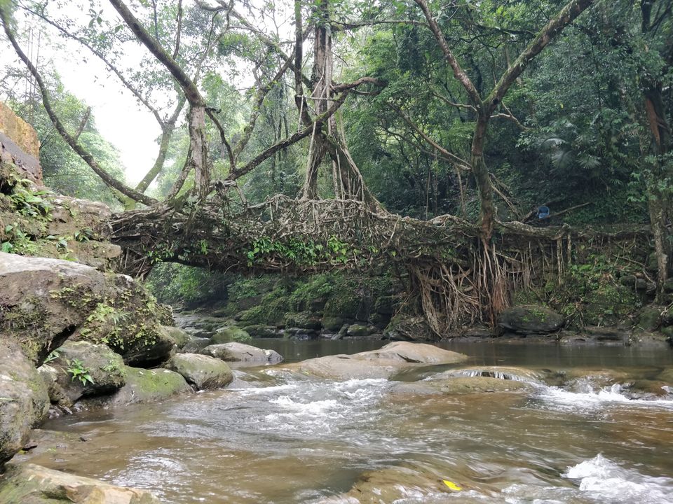 Photo of Living Root Bridge, Mawlynnong, Surok Mawlynnong, Mawlynnong, Meghalaya, India by Bhakti Prabhu