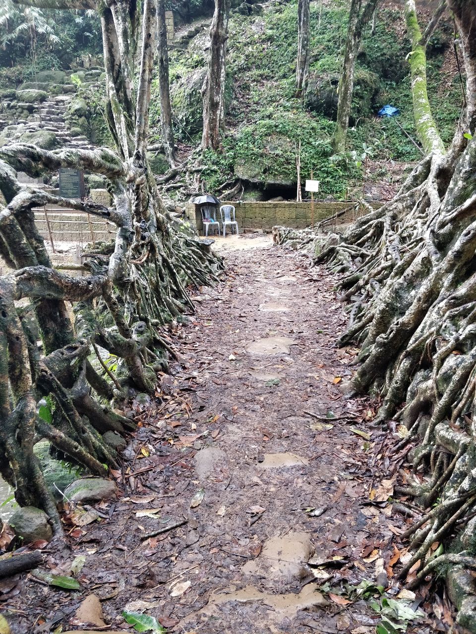 Photo of Living Root Bridge, Mawlynnong, Surok Mawlynnong, Mawlynnong, Meghalaya, India by Bhakti Prabhu