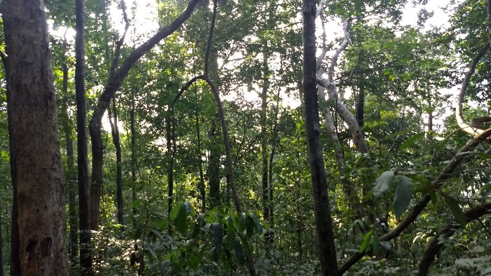 Photo of Kumara Parvatha, Kumaralli, Karnataka by Anusha Vasireddy