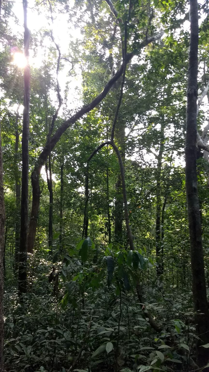 Photo of Kumara Parvatha, Kumaralli, Karnataka by Anusha Vasireddy