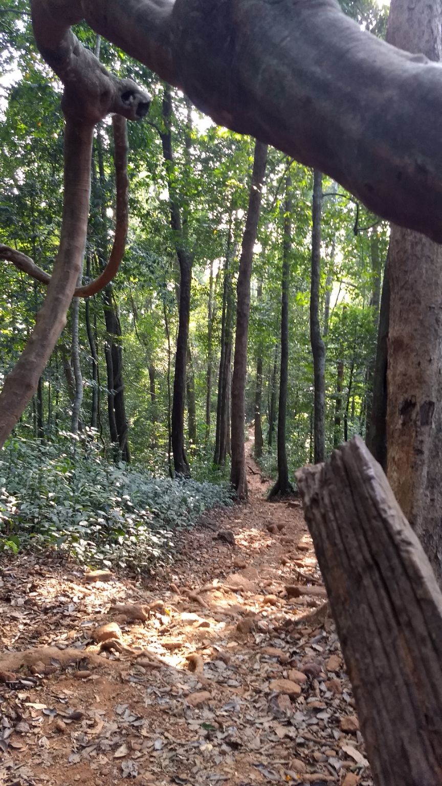 Photo of Kumara Parvatha, Kumaralli, Karnataka by Anusha Vasireddy