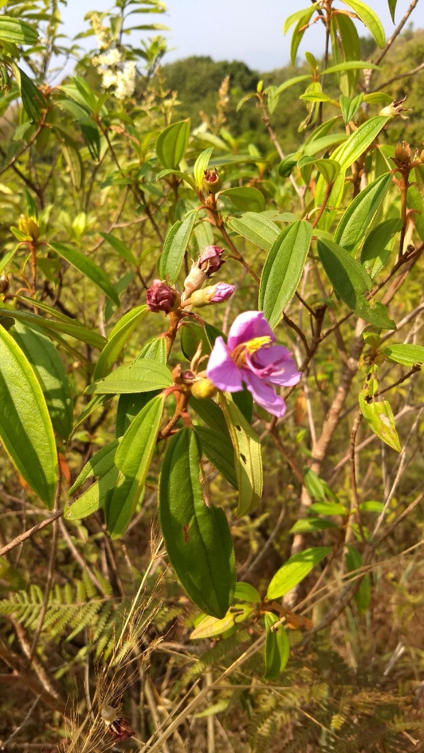 Photo of Kumara Parvatha, Kumaralli, Karnataka by Anusha Vasireddy