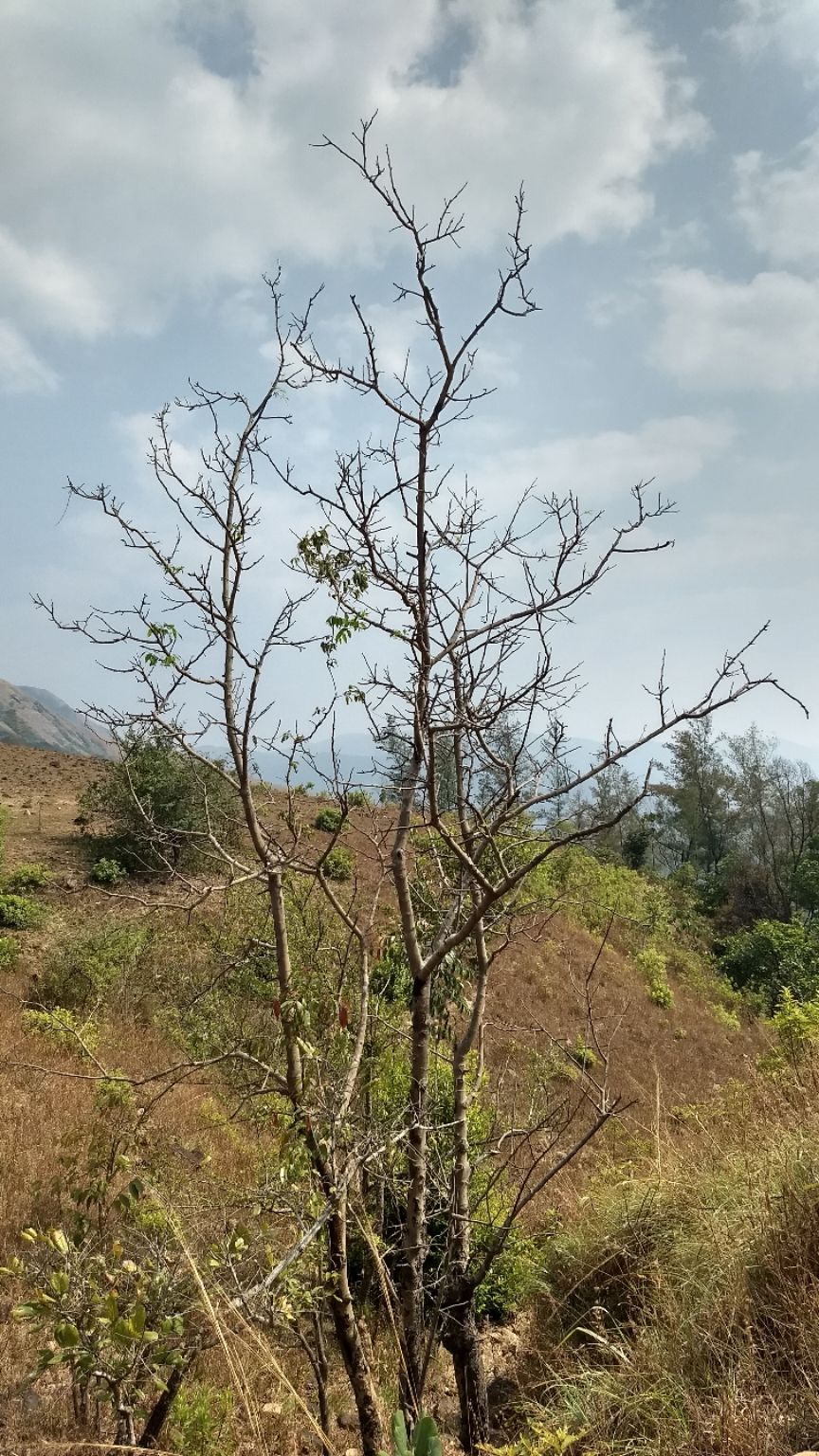 Photo of Kumara Parvatha, Kumaralli, Karnataka by Anusha Vasireddy
