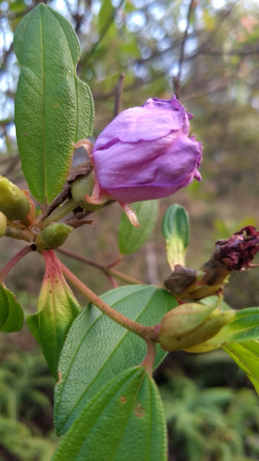 Photo of Kumara Parvatha, Kumaralli, Karnataka by Anusha Vasireddy