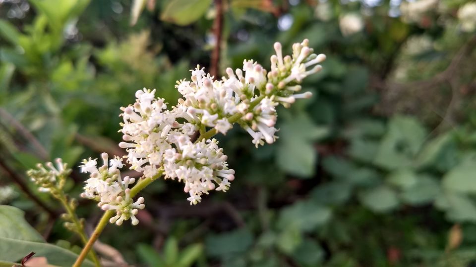 Photo of Kumara Parvatha, Kumaralli, Karnataka by Anusha Vasireddy
