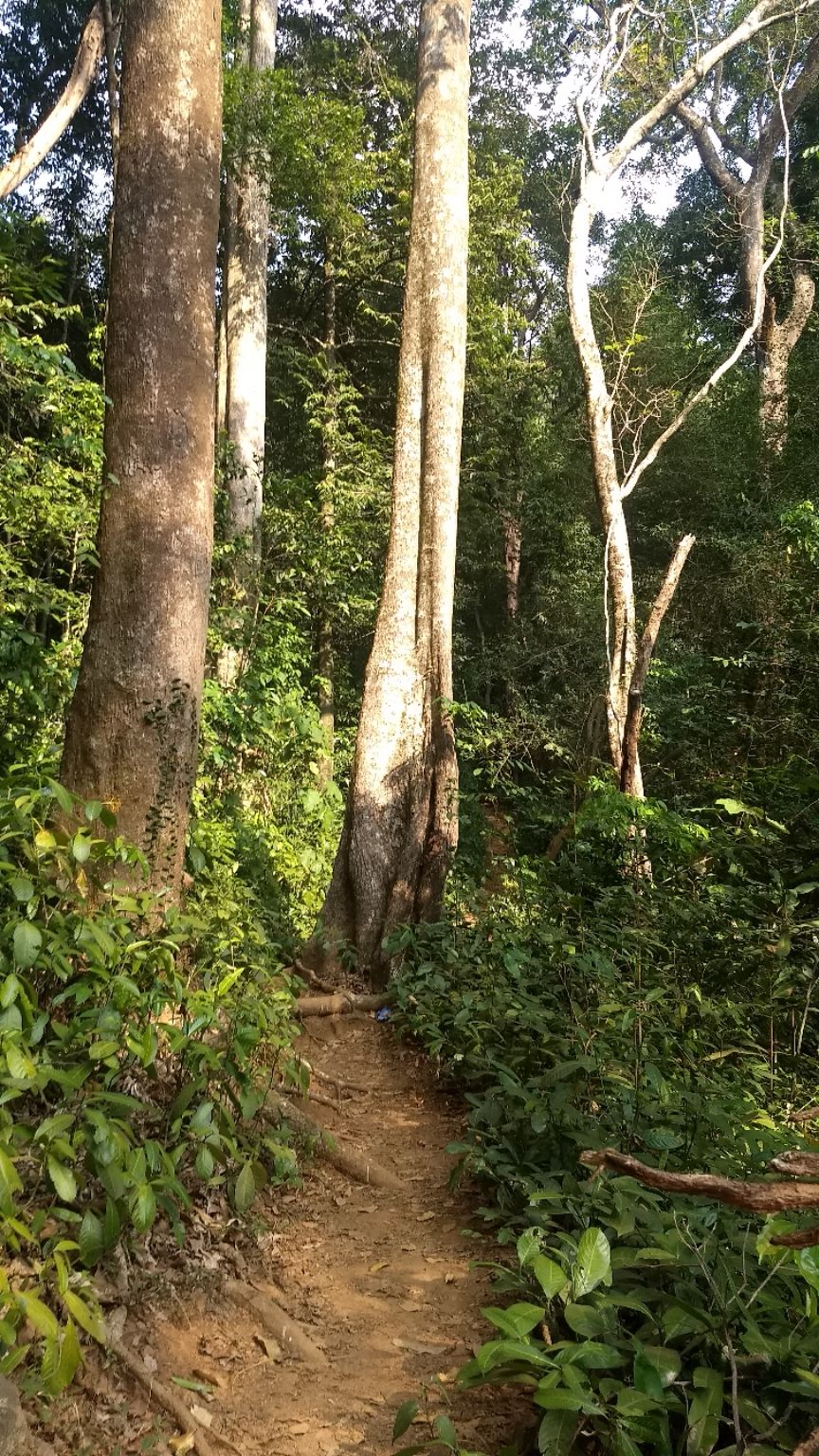 Photo of Kumara Parvatha, Kumaralli, Karnataka by Anusha Vasireddy