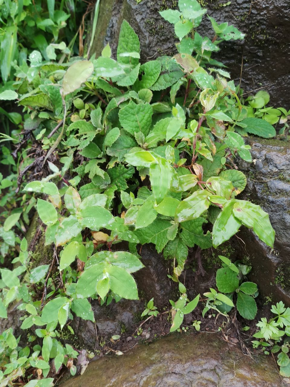 Photo of kalsubai Treking And Camping, Bari, Maharashtra, India by Juhi Issar