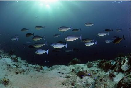 Photo of Kapoposan Bali, South Sulawesi, Indonesia by Discover Indonesia
