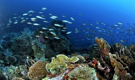 Photo of Togean island, Togean, Central Sulawesi, Indonesia by Discover Indonesia