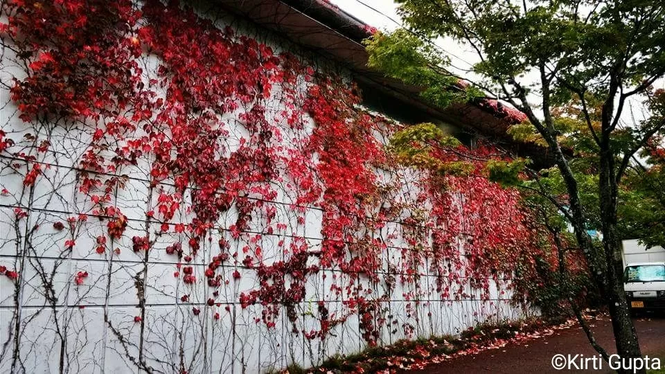 Photo of Mt. Fuji Subaru Line 5th Station, 8545-1 字富士山 Narusawa, Yamanashi Prefecture, Japan by Kirti Gupta