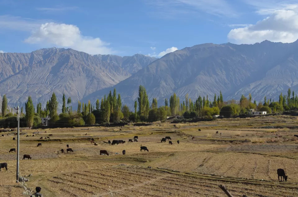 Photo of Nubra Valley, Hunder by Anali Baruah