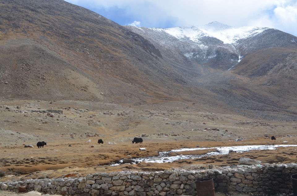 Photo of Backpacking Solo across Ladakh: 10 day Itinerary 28/37 by Anali Baruah