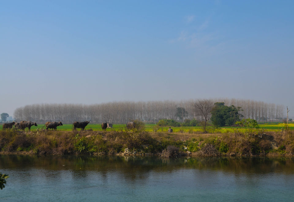 Photo of A weekend trip to Amritsar, Punjab. 11/12 by Anali Baruah