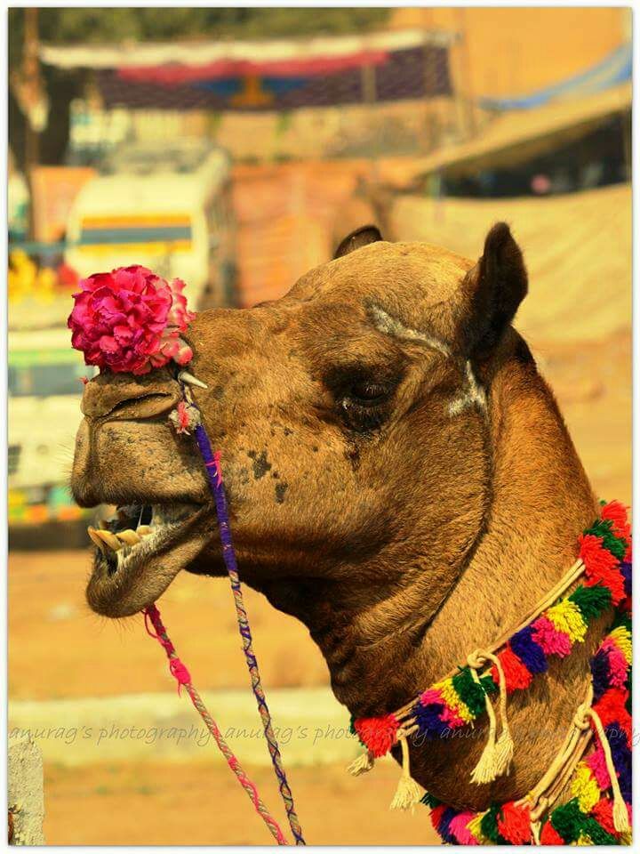 Photo of Pushkar, Rajasthan, India by anurag