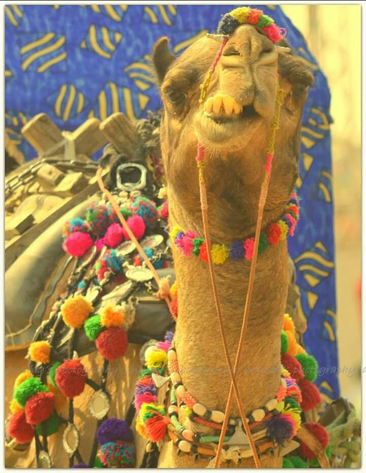 Photo of Pushkar, Rajasthan, India by anurag