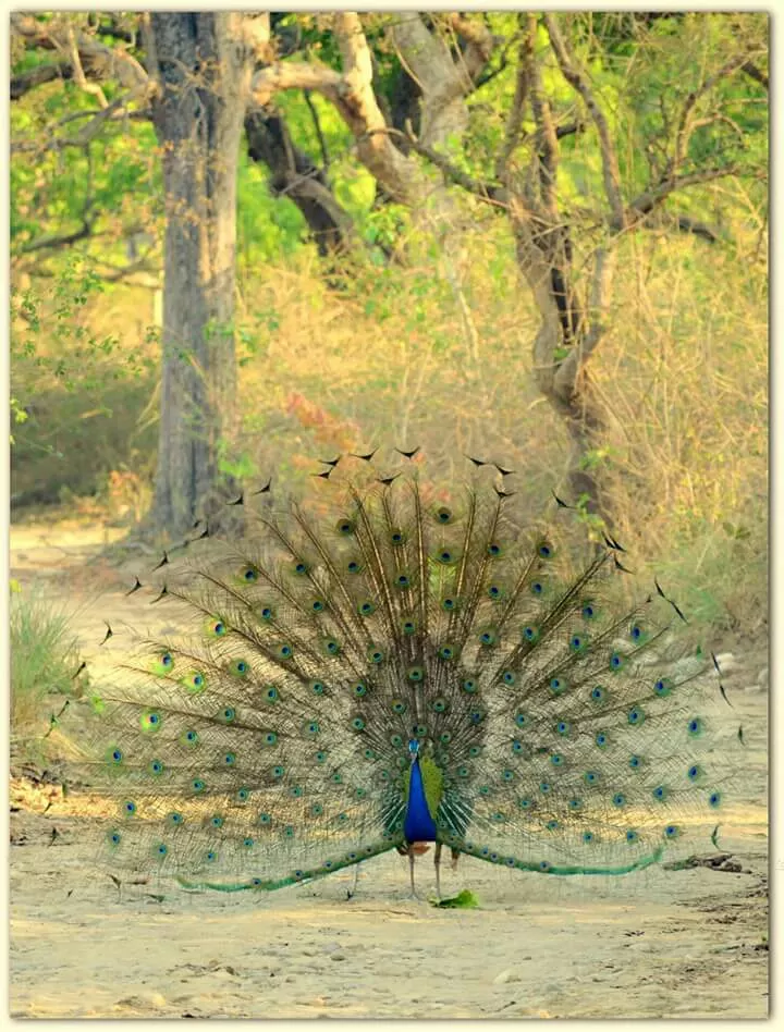 Photo of Dudhwa National Park, Palia Kalan, Uttar Pradesh, India by illustrated_travelogue