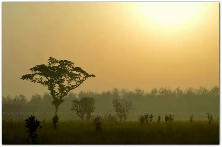 Photo of Dudhwa National Park, Palia Kalan, Uttar Pradesh, India by illustrated_travelogue