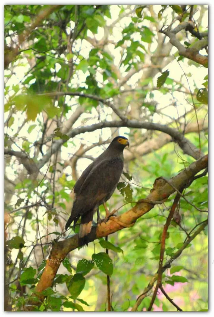 Photo of Dudhwa National Park, Palia Kalan, Uttar Pradesh, India by illustrated_travelogue