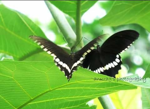 Photo of Dudhwa National Park: A Wild Heaven 1/6 by illustrated_travelogue