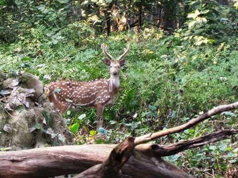 Photo of Dudhwa National Park: A Wild Heaven 3/6 by illustrated_travelogue
