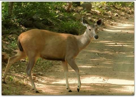 Photo of Dudhwa National Park: A Wild Heaven 5/6 by illustrated_travelogue