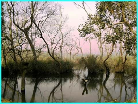 Photo of Dudhwa National Park: A Wild Heaven 6/6 by illustrated_travelogue
